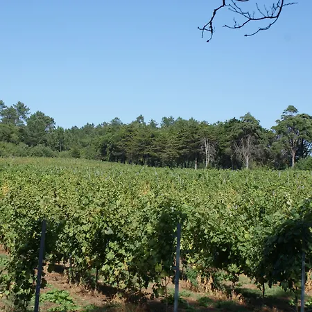 Quinta Do Paco D'anha * Viana do Castelo