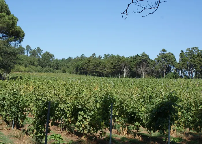 Quinta Do Paco D'anha * Viana do Castelo